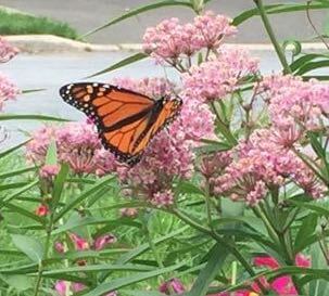 monarch on swamp milkweed