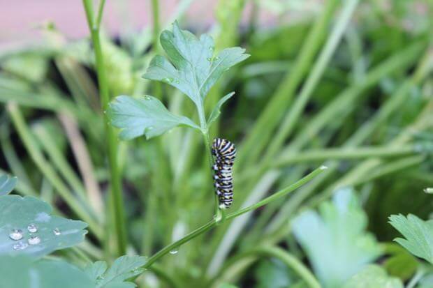 Eastern Black Swallowtail on parsley