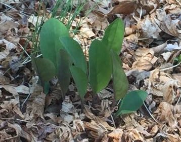 Virginia Bluebell leaves in spring