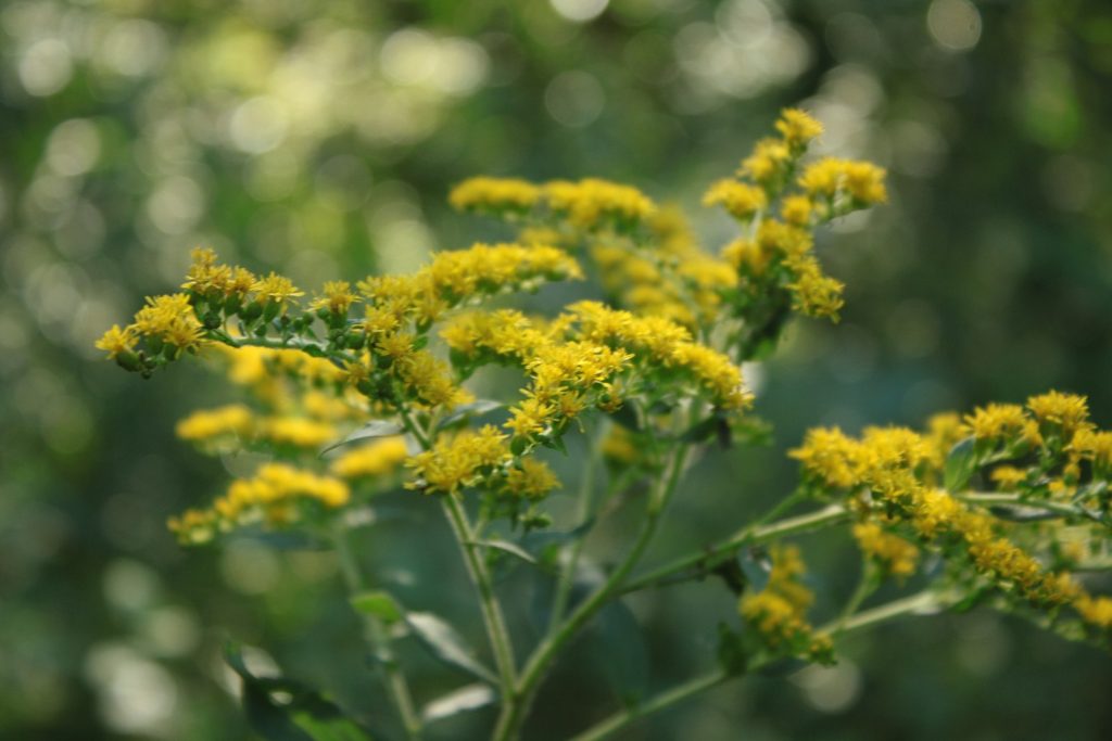 Goldenrod