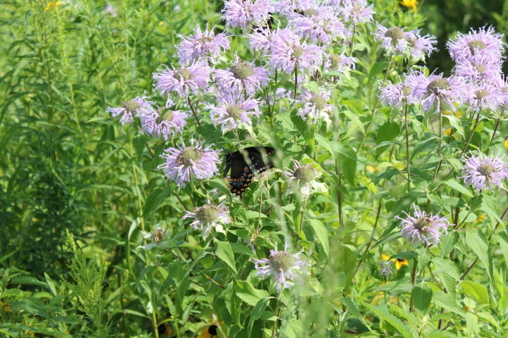 Beebalm