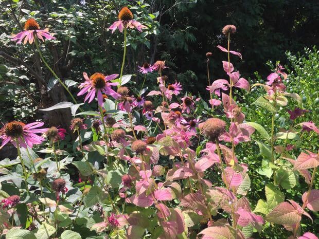 Purple Coneflower