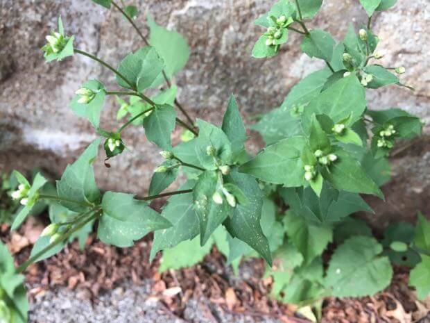 White Wood Aster Before Flowering