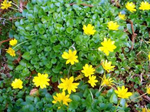 Lesser Celandine