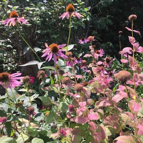 Echinacea