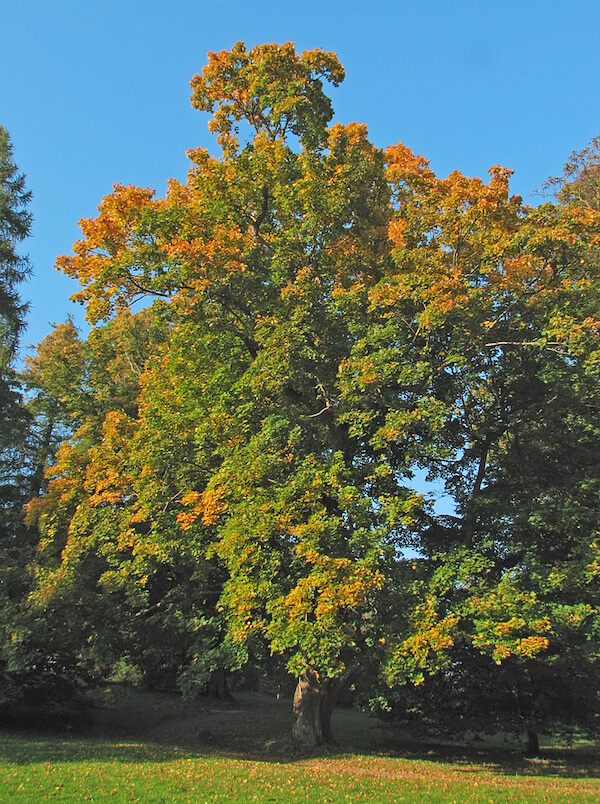 Norway Maple