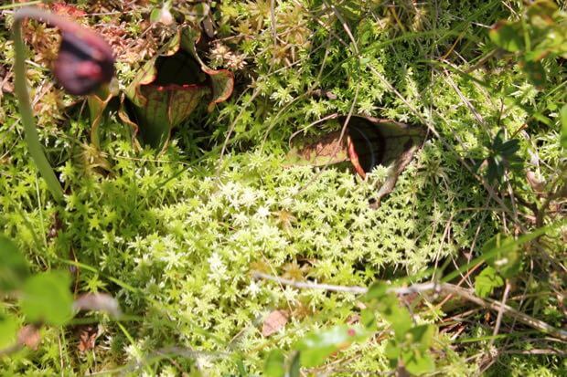 Peat Moss Bog Floor with Pitcher Plant