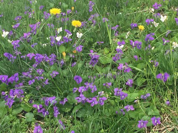 Lawn with violets