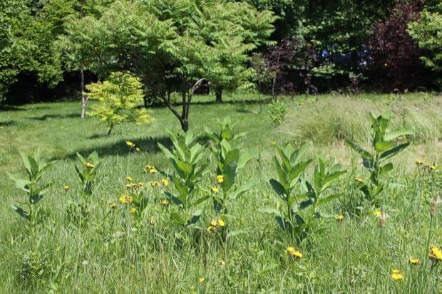 Milkweed in a Field