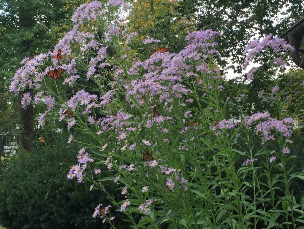 Asters covered with monarchs.