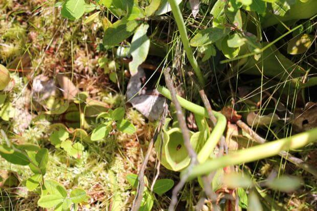 Bug Trapped in Native Pitcher Plant