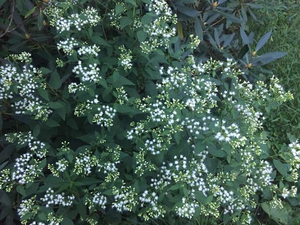 White Snakeroot