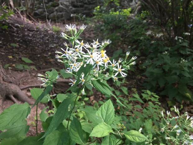 White Wood Aster