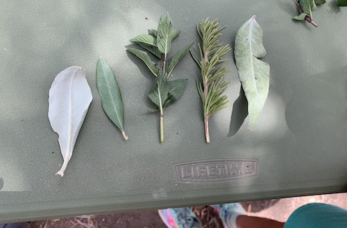 A collection of scents taken from a garden in Ojai, California