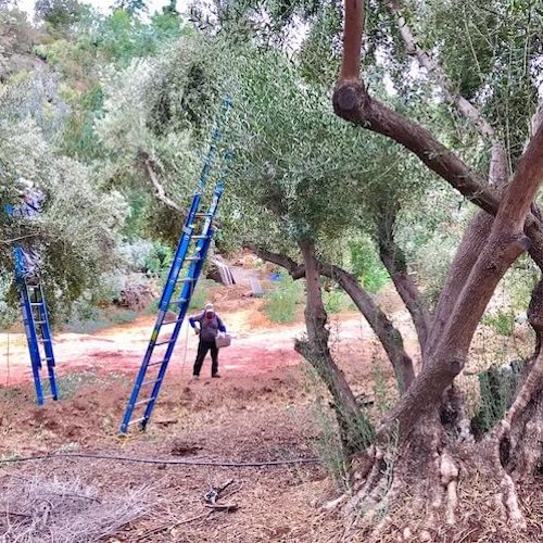 Harvesting Olives, Ojai Olive Oil