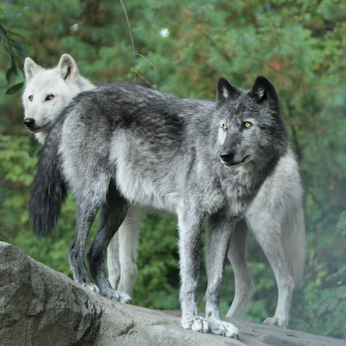 Wolves