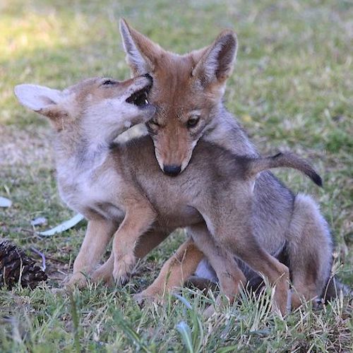 Coyote Pups