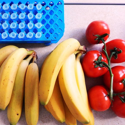 Isolation DNA from bananas and tomatoes (cropped)