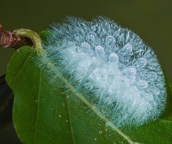Spun Glass Caterpillar