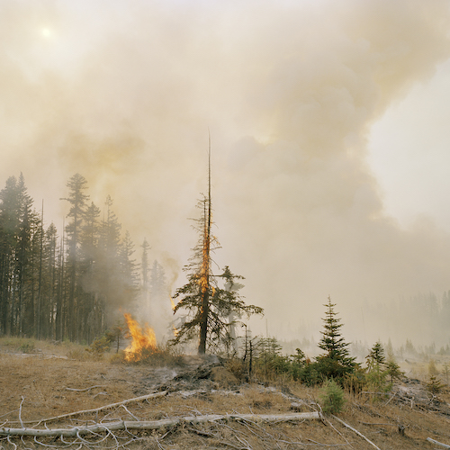 Partial of Drought and Fires XIV: Umatilla National Forest, Washington State. Sayler/ Morris Archival pigment print, 40” x 50”